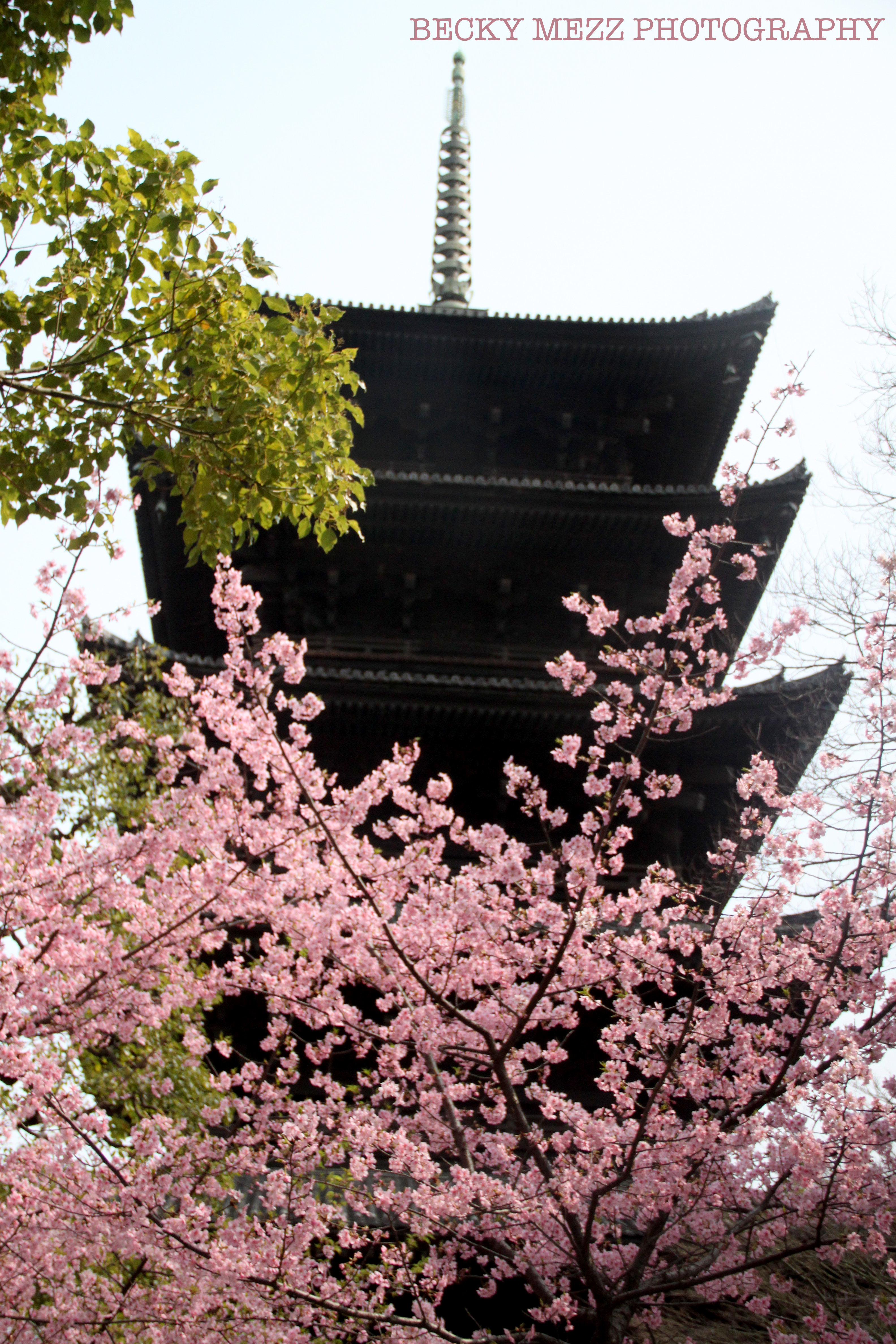 Japanese temple in the background with pink cherry blossoms in the foreground.